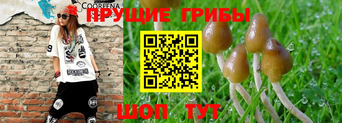 Псилоцибиновые грибы прущие грибы Кинель